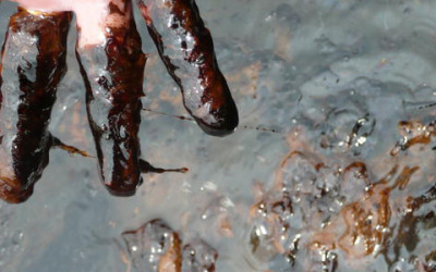 Oil spills lead to increased newborn mortality in the Niger Delta