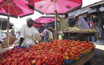 Pests and drought hit Nigeria’s tomato farms