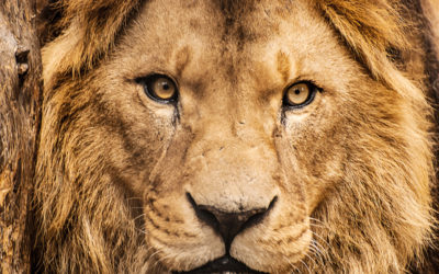 Lion kills Nigeria zookeeper
